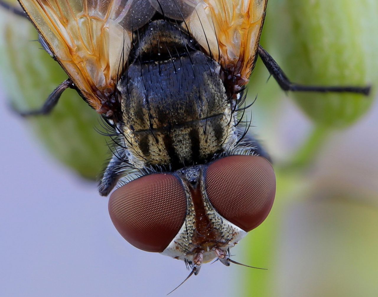 Tachinidae: Ectophasia cfr. crassipennis, femmina